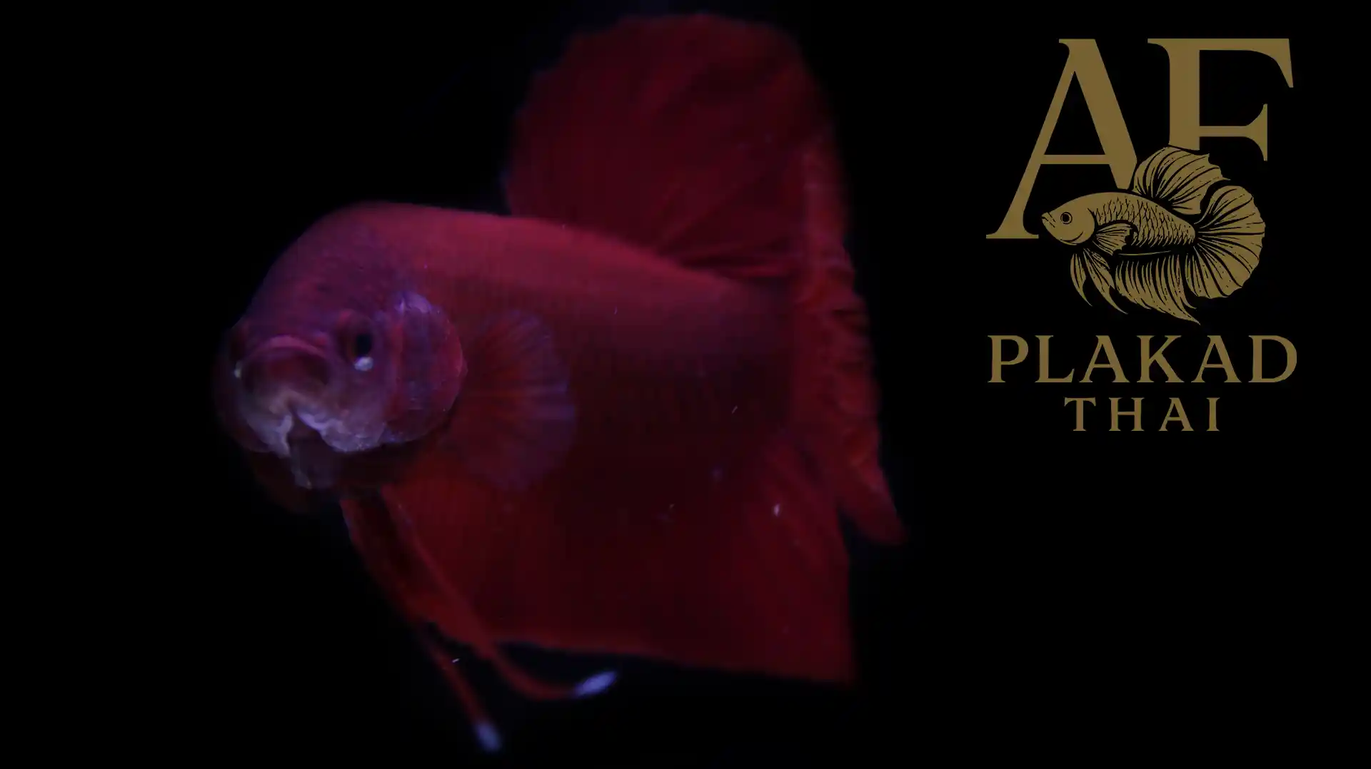 Rare Thai Pot Super Red Betta – Collector Item, Strong Structure, Triangle Tail, Worldwide Shipping